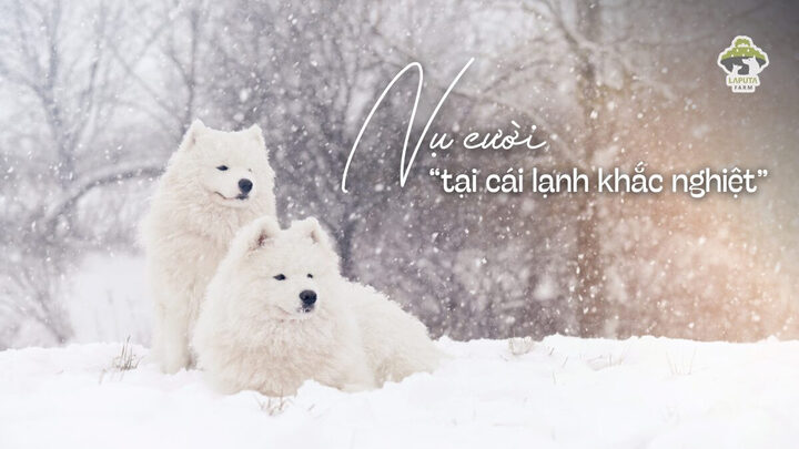 Chó Samoyed Giá Bao Nhiêu? Bảng Giá Chi Tiết & Yếu Tố Ảnh Hưởng