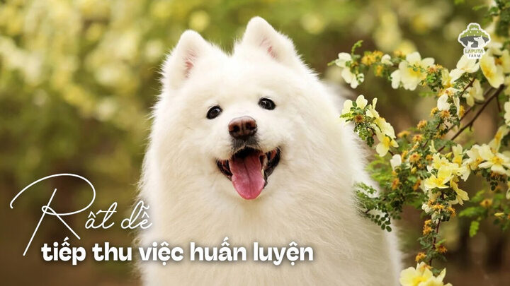Chó Samoyed Giá Bao Nhiêu? Bảng Giá Chi Tiết & Yếu Tố Ảnh Hưởng