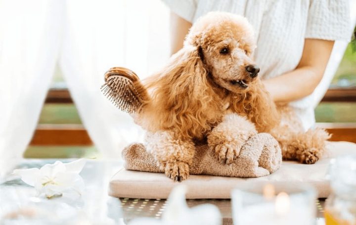 Sử dụng lược chuyên dụng giúp gỡ rối lông chó hiệu quả.