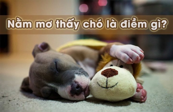 Mơ Thấy Con Chó Con: Giải Mã Điềm Báo & Con Số May Mắn