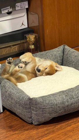 Nuôi chó trong nhà phố: Hướng dẫn toàn diện và kinh nghiệm thực tiễn