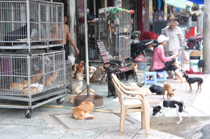 Chợ Chó Lê Hồng Phong: Nét Văn Hóa Độc Đáo Giữa Lòng Sài Gòn