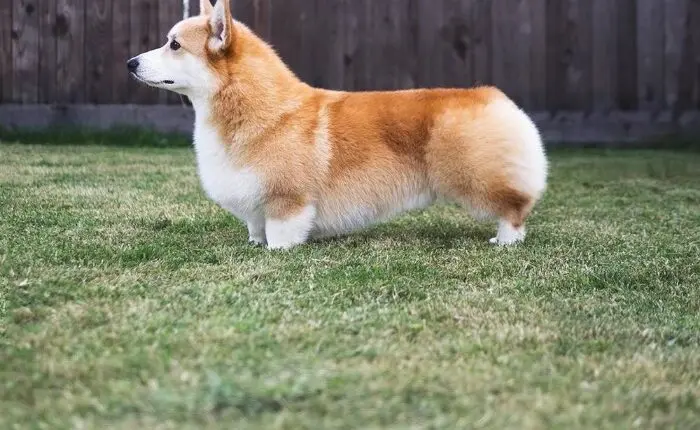 Chế độ ăn uống và chăm sóc Corgi đúng cách
