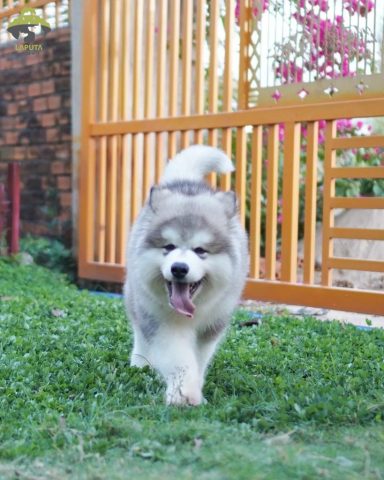 Phối Giống Chó Mông Cộc Đúng Chuẩn, An Toàn Và Hiệu Quả
