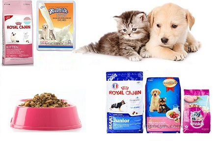 Mèo Có Ăn Được Thức Ăn Cho Chó Không: Phân Tích Chuyên Sâu