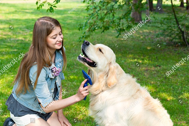 Những Chú Chó Tinh Nghịch: Đặc Điểm, Chăm Sóc Và Huấn Luyện Hiệu Quả