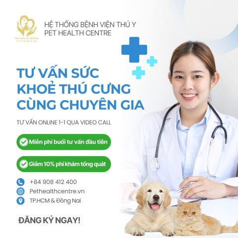 Dịch Vụ Tư Vấn Chó Mèo Online Chuyên Nghiệp Từ A-Z