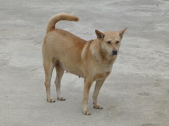 Chó Cỏ Con Dễ Thương: Hướng Dẫn Nuôi Dưỡng và Chăm Sóc Toàn Diện