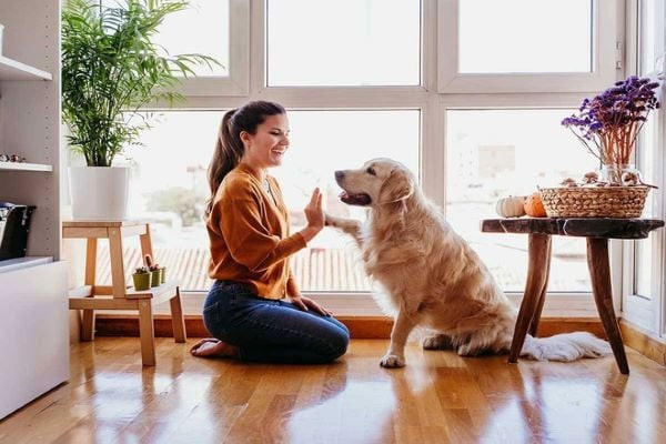 Chó Bị Bọ Chét Cắn: Dấu Hiệu, Nguy Hiểm Và Cách Điều Trị Hiệu Quả