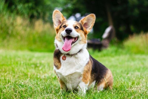 Chó Bị Bọ Chét Cắn: Dấu Hiệu, Nguy Hiểm Và Cách Điều Trị Hiệu Quả