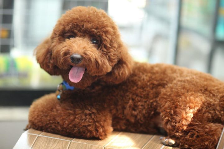 Poodle với bộ lông xoăn cần được chăm sóc để tránh rối.