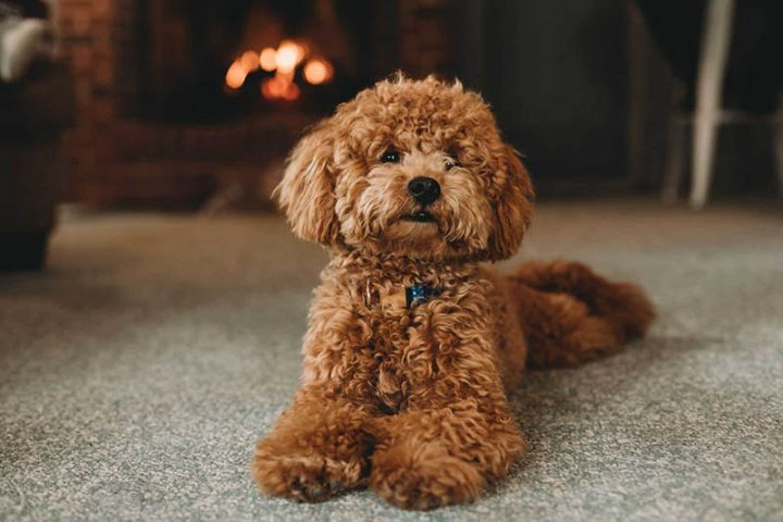 Chó Poodle với bộ lông dày và xoăn dễ bị rối nếu không chăm sóc.