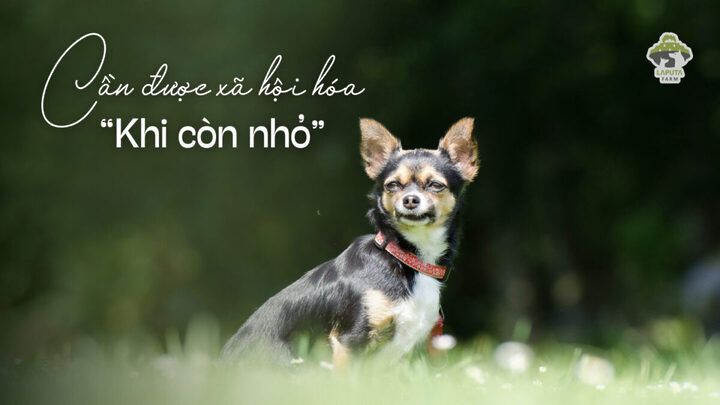 Chó Chihuahua Bao Nhiêu Tiền? Bảng Giá & Yếu Tố Ảnh Hưởng Chi Tiết