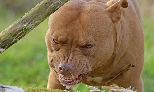 Giống Chó Pitbull Nguy Hiểm? Giải Mã Định Kiến và Trách Nhiệm Chủ Nuôi Toàn Diện