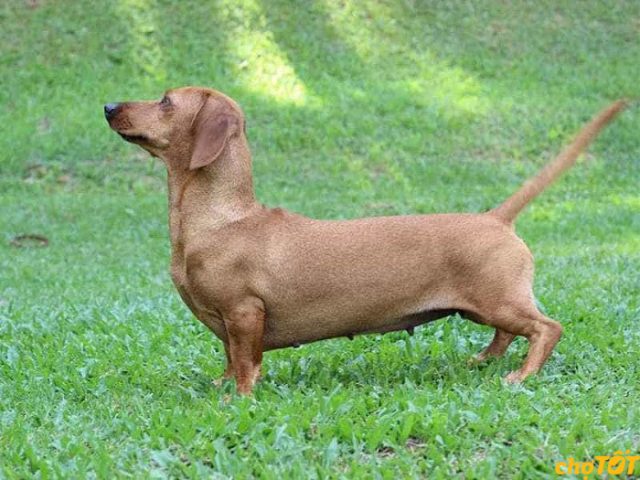 Chó Lạp Xưởng được chăm sóc y tế, phòng bệnh cho chó lạp xưởng giá rẻ