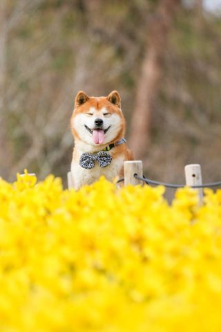 Hình Nền Điện Thoại Chó Shiba: Tuyển Chọn Độc Đáo và Dễ Thương