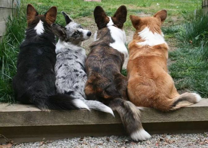 Hội Chó Cảnh Đà Nẵng: Cộng Đồng và Cách Chăm Sóc Corgi Toàn Diện