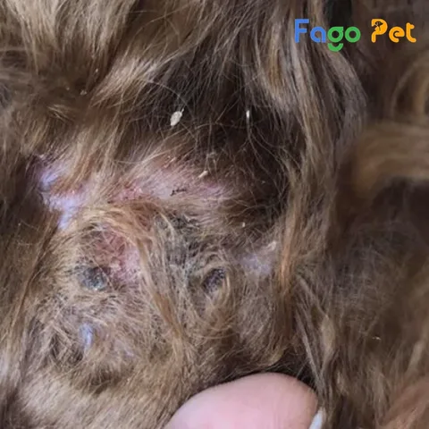 Chó Poodle đang gãi do ký sinh trùng như ghẻ, ve, rận trên da