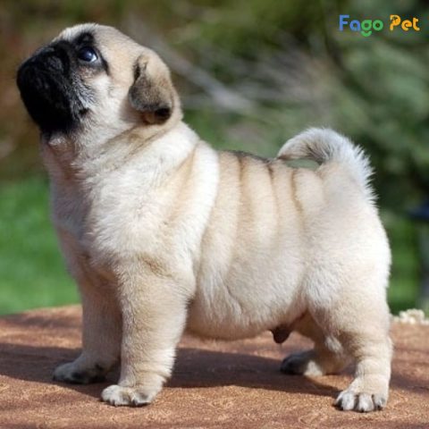 Mua Bán Chó Pug Hà Nội: Hướng Dẫn Chi Tiết Từ A-Z