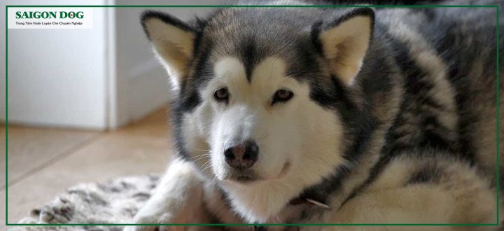 Cách Dạy Chó Alaska Đi Vệ Sinh Đúng Chỗ Hiệu Quả Nhất