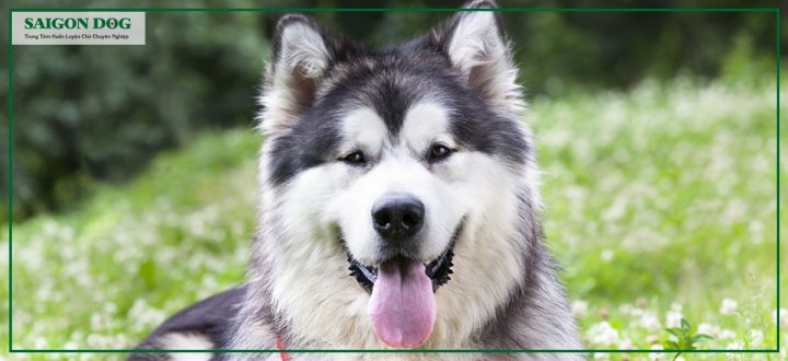 Cách Dạy Chó Alaska Đi Vệ Sinh Đúng Chỗ Hiệu Quả Nhất