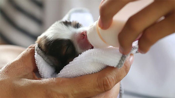 Chó Con Bú Sữa Mẹ: Hướng Dẫn Chăm Sóc Toàn Diện