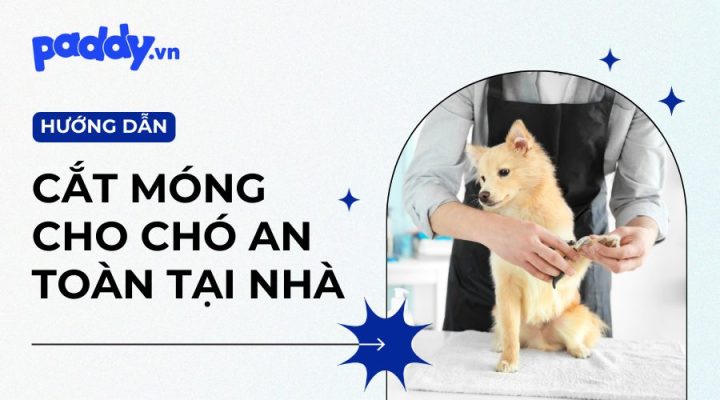 Hướng Dẫn Cắt Móng Chân Cho Chó Đúng Cách, An Toàn Tại Nhà