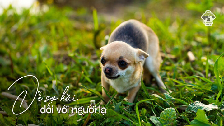 Chó Chihuahua Bao Nhiêu Tiền? Bảng Giá & Yếu Tố Ảnh Hưởng Chi Tiết