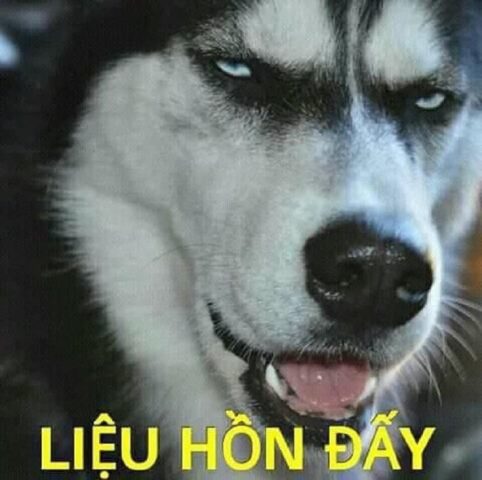 Tuyển Tập Hình Ảnh Chó Mèo Hài Hước Cực Đáng Yêu và Bất Ngờ