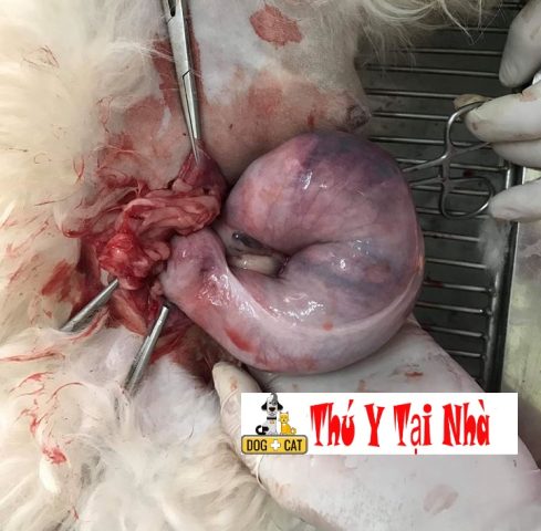 Cách Đỡ Đẻ Cho Chó: Hướng Dẫn Chi Tiết Từ A-Z
