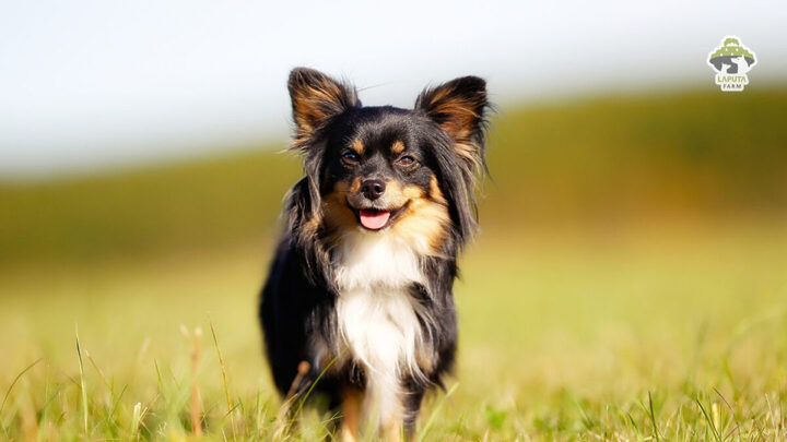 Chó Chihuahua Bao Nhiêu Tiền? Bảng Giá & Yếu Tố Ảnh Hưởng Chi Tiết