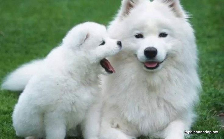 Samoyed Giá Rẻ Hà Nội: Bí Quyết Chọn Lựa & Chăm Sóc Toàn Diện Samoyed Giá Rẻ Hà Nội: Bí Quyết Chọn Lựa & Chăm Sóc Toàn Diện