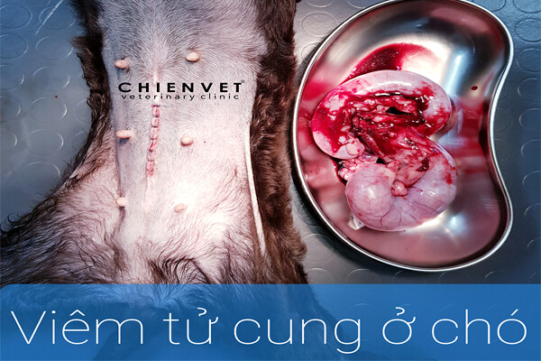 Chó Mổ Viêm Tử Cung: Quy Trình, Chi Phí Và Chăm Sóc Hậu Phẫu - image 3