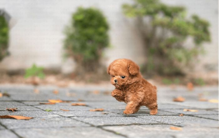 Chó Poodle có hôi không? Giải pháp toàn diện giúp Poodle thơm tho