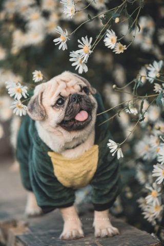 Giống Chó Pug Mặt Xệ: Đặc Điểm, Chăm Sóc Toàn Diện Và Sức Khỏe