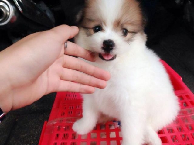 Chó Dễ Thương Giá Rẻ: Bí Quyết Tìm Bạn Bốn Chân Đáng Yêu Và Phù Hợp - image 3