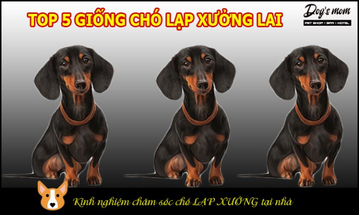 Chó Lạp Xưởng Lai Chó Cỏ: Đặc Điểm, Chăm Sóc Toàn Diện
