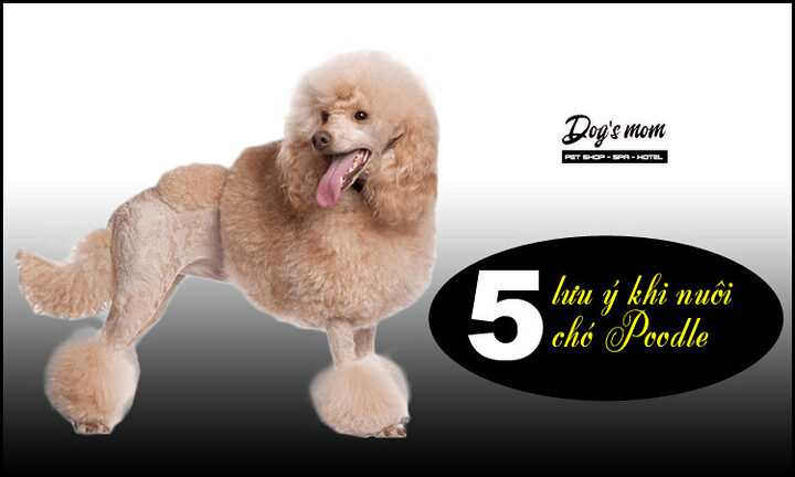Kinh nghiệm chọn chó Poodle: Hướng dẫn chi tiết từ A-Z