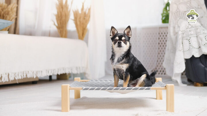 Chó Chihuahua Bao Nhiêu Tiền? Bảng Giá & Yếu Tố Ảnh Hưởng Chi Tiết