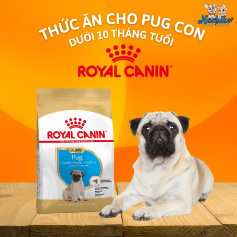 Cách bảo quản thức ăn cho chó Pug con