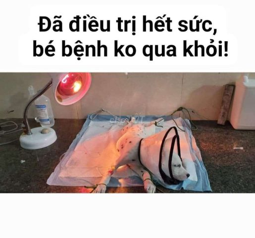 Nơi Bán Chó Uy Tín: Hướng Dẫn Chi Tiết Từ A Đến Z