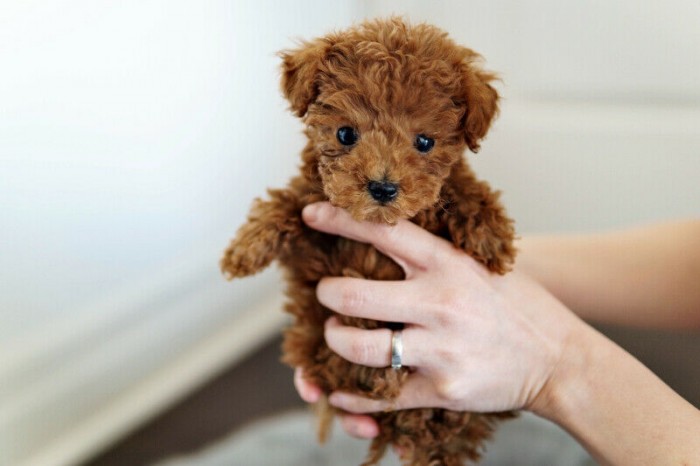 Tuổi Thọ Của Chó Poodle: Cẩm Nang Toàn Diện Kéo Dài Cuộc Sống Bốn Chân Tuổi Thọ Của Chó Poodle: Chi Tiết, Yếu Tố Ảnh Hưởng & Bí Quyết Kéo Dài