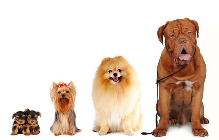 Tổng quan các giống chó trên thế giới với đa dạng chủng loại