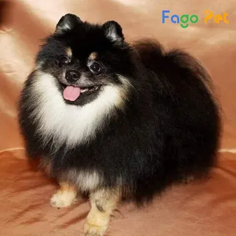 Dấu hiệu chó Phốc Sóc cái đang động dục rõ rệt Dấu hiệu chó Phốc Sóc cái đang động dục rõ rệt
