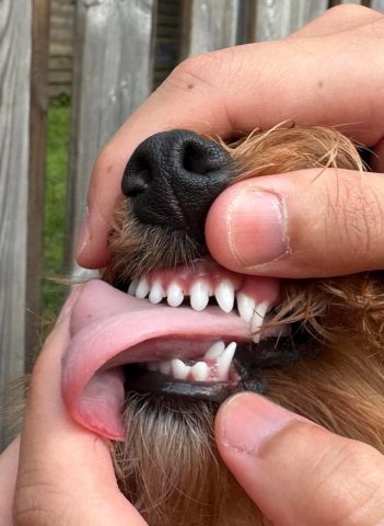 Chó Mọc 2 Răng Nanh: Nguyên Nhân, Nguy Hiểm và Cách Xử Lý Hiệu Quả