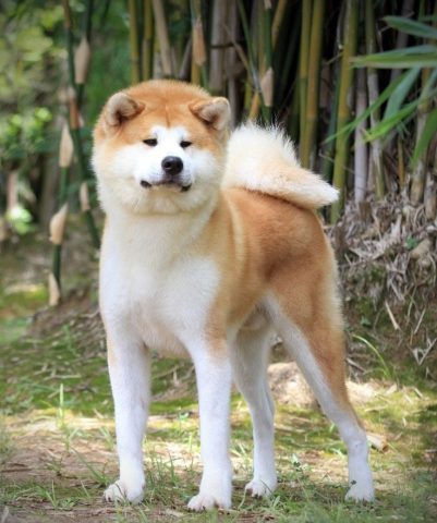 Mua Chó Akita Hà Nội: Hướng Dẫn Chi Tiết Từ A-Z