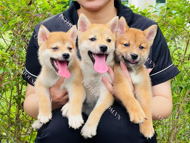 Mua Chó Shiba Ở TPHCM: Kinh Nghiệm, Địa Chỉ Uy Tín & Giá Cả