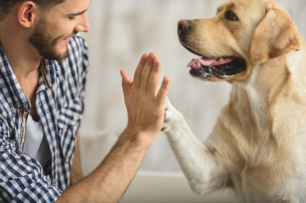 Chó có hiểu tiếng người không: Giải mã khả năng giao tiếp của bạn thân - image 3