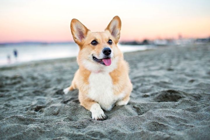 Hội Chó Cảnh Đà Nẵng: Cộng Đồng và Cách Chăm Sóc Corgi Toàn Diện