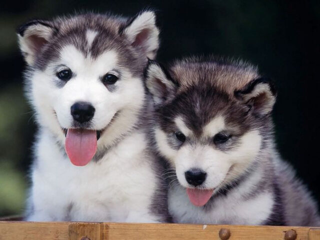Chó Alaska Lai Chó Ta: Ngoại Hình, Tính Cách và Hướng Dẫn Nuôi Dưỡng